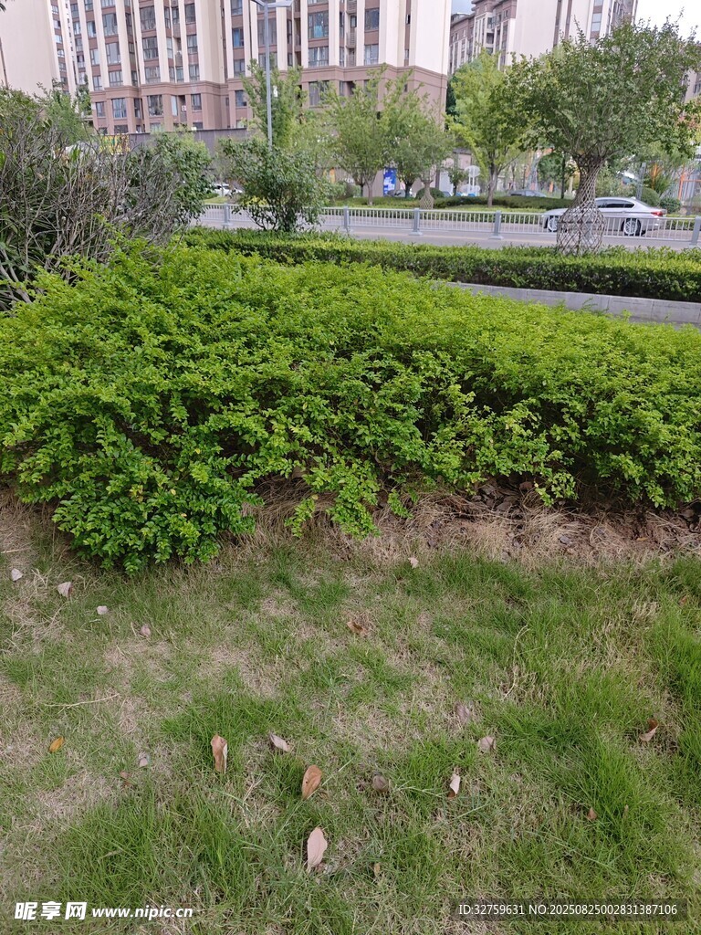 城市路边的绿植景观