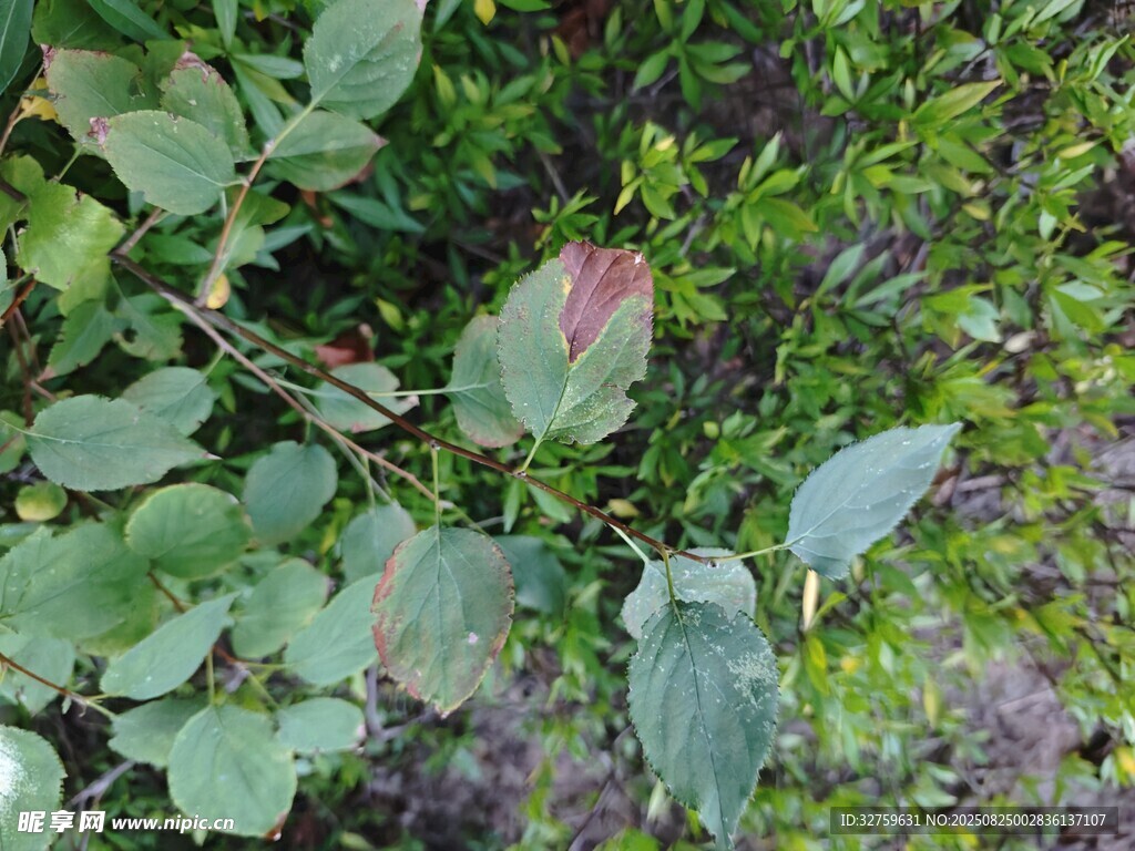 绿叶丛中的粉色植物