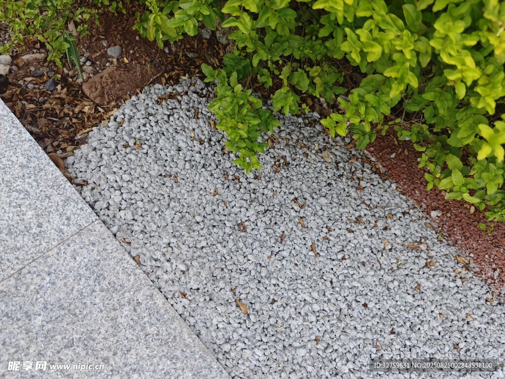 碎石小径旁的翠绿植物