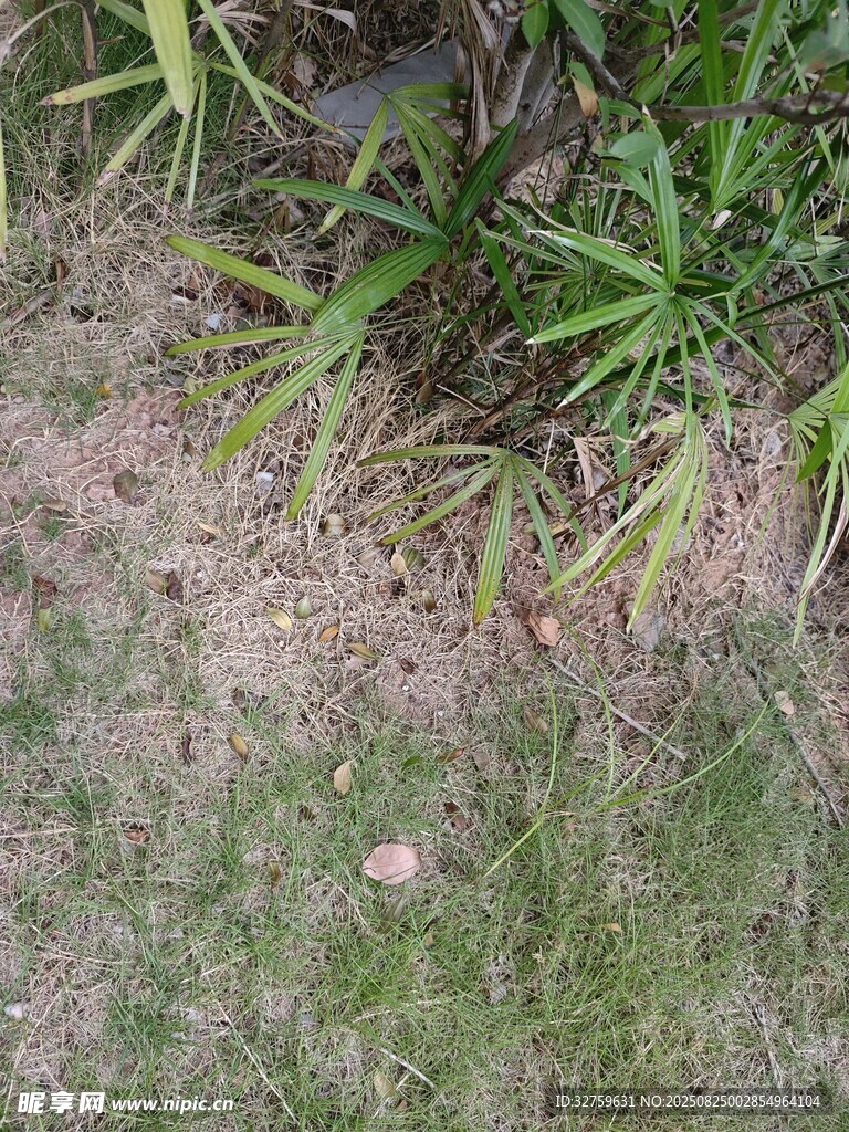 草丛中的绿植与地面景象