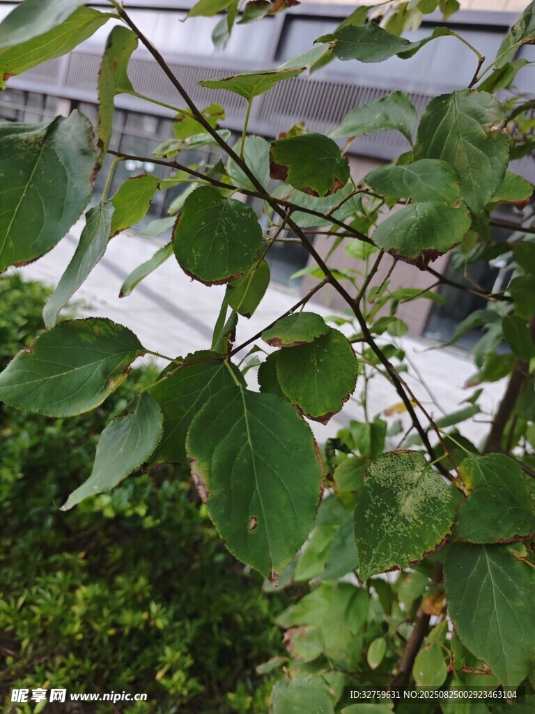 绿叶繁茂的植物枝干