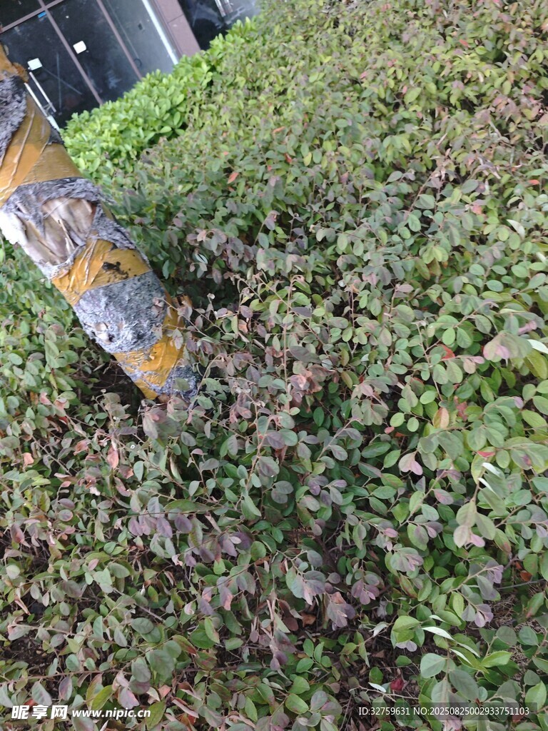 草丛中的多彩昆虫