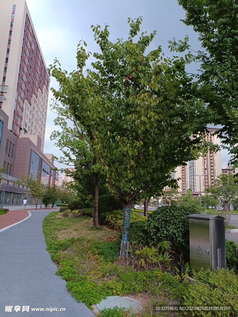 城市路边绿树与高楼景观