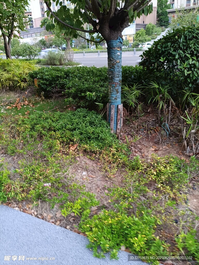 路边绿植景观