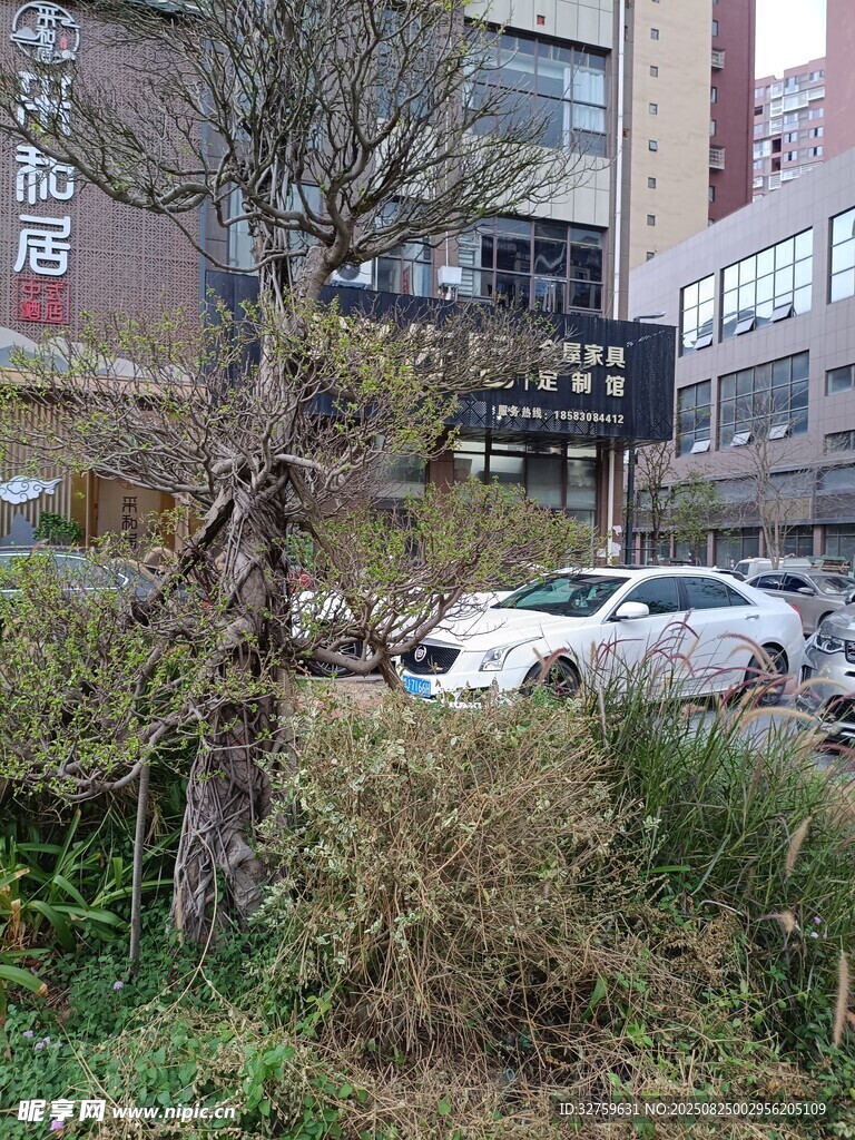 路边树木与停放车辆景象