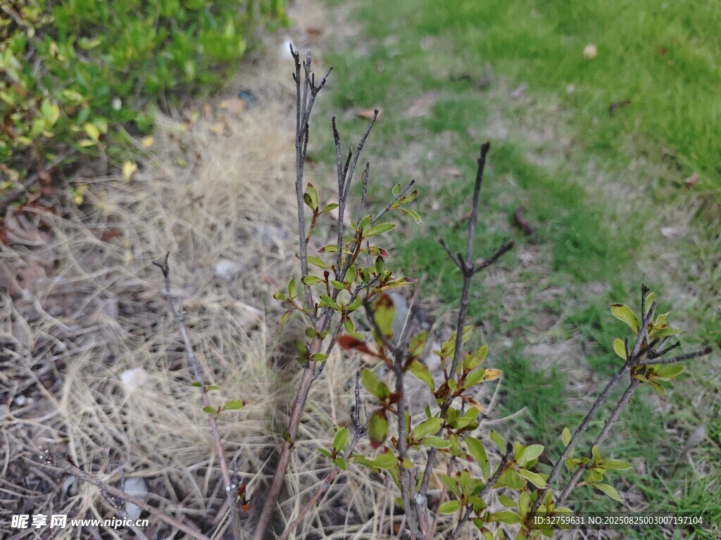 草地中枯萎与新生植物对比