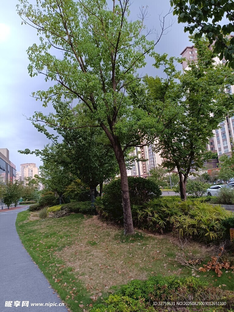 城市路边绿树与建筑景观