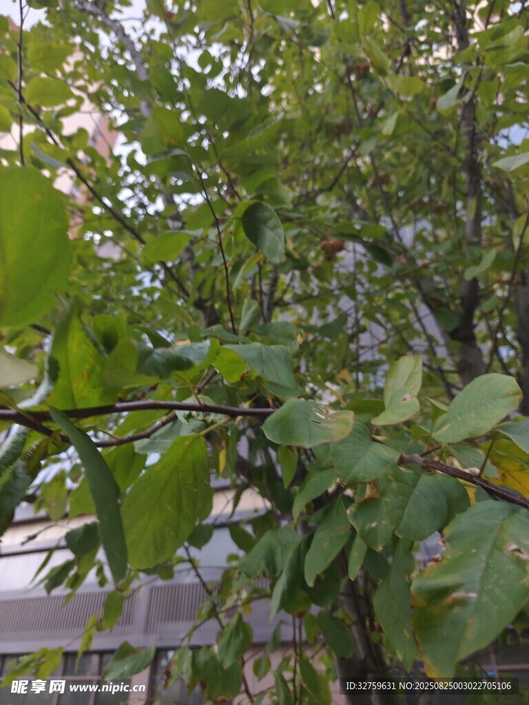 绿叶繁茂的树枝