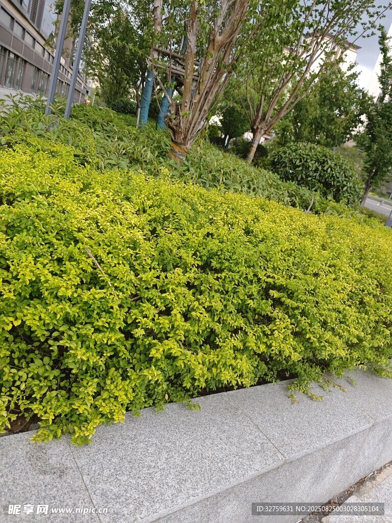 路边翠绿繁茂的灌木丛