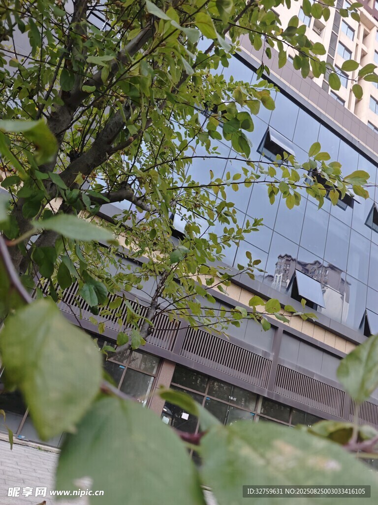 透过枝叶看建筑轮廓
