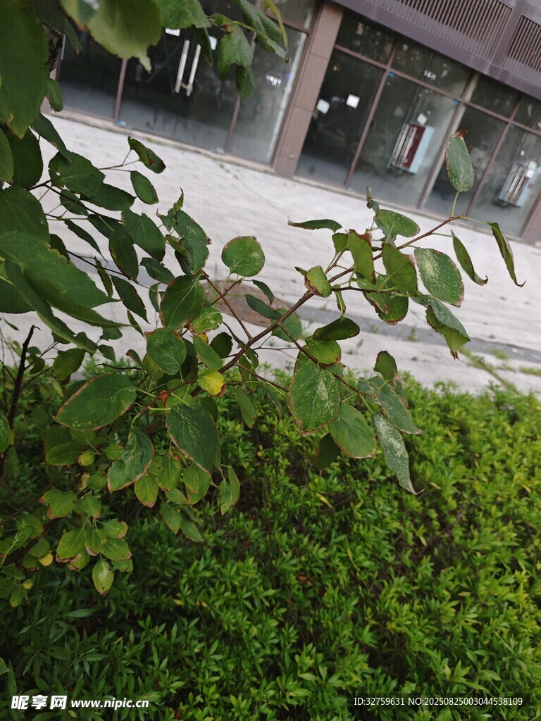 绿叶掩映下的建筑一角
