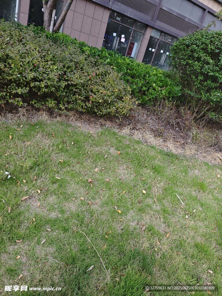 户外草坪与绿植景观