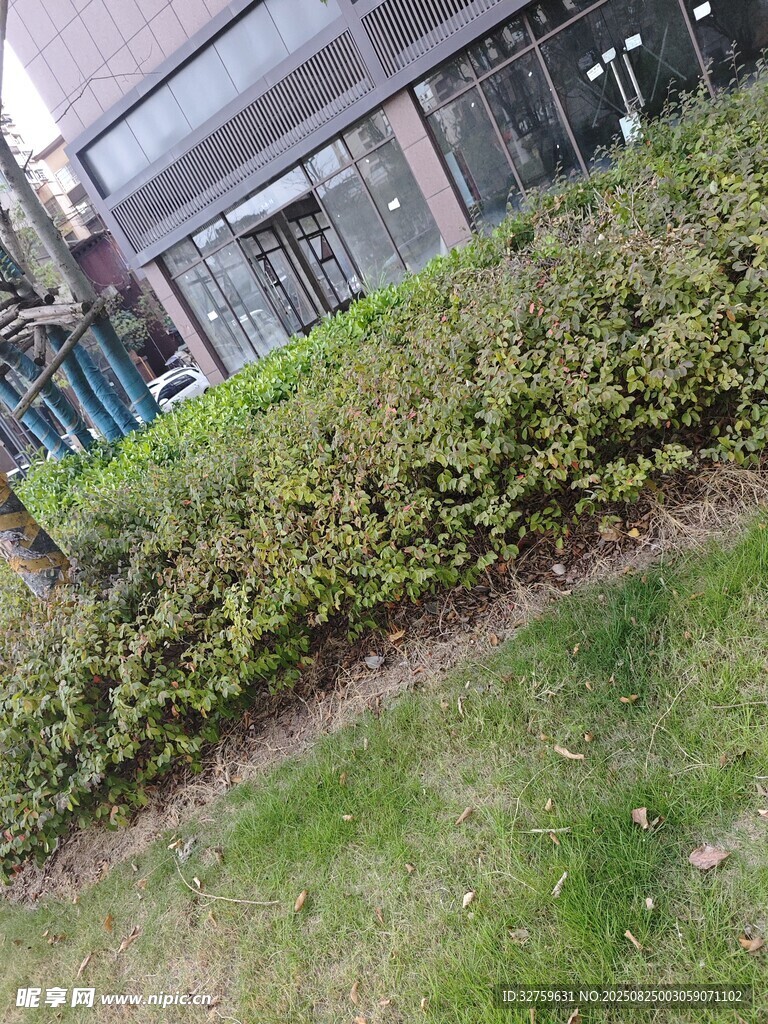 户外绿植景观