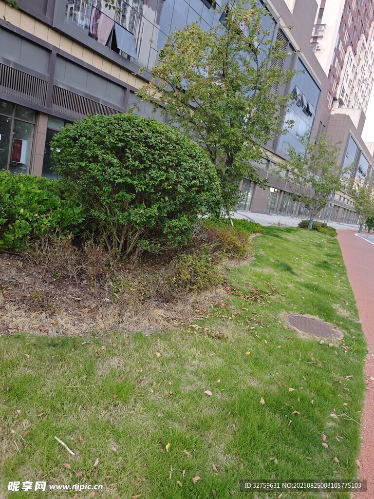 城市街边绿植景观