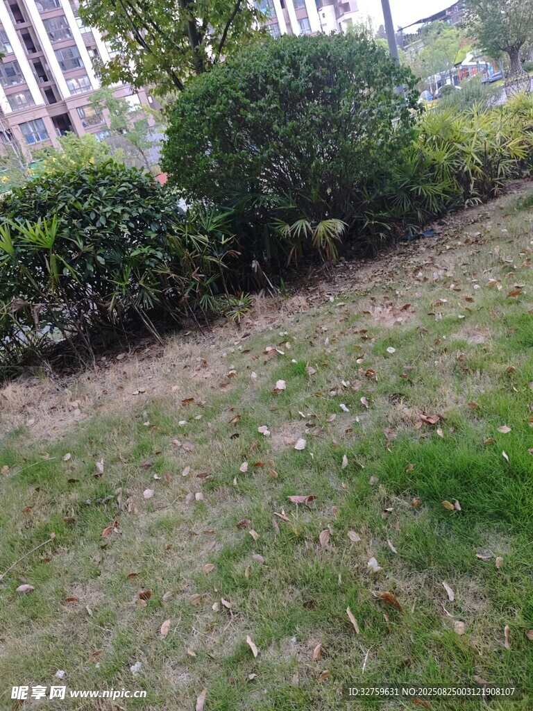 户外草地旁的绿植景观