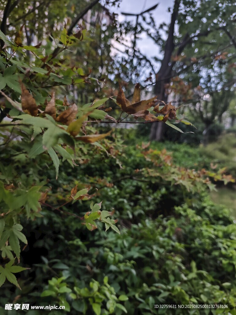 山林间繁茂的绿色植被