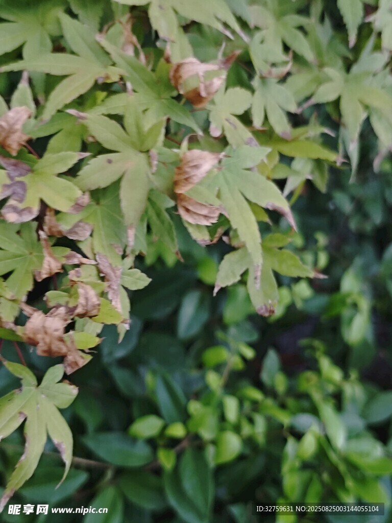 嫩绿枫叶与新生果实