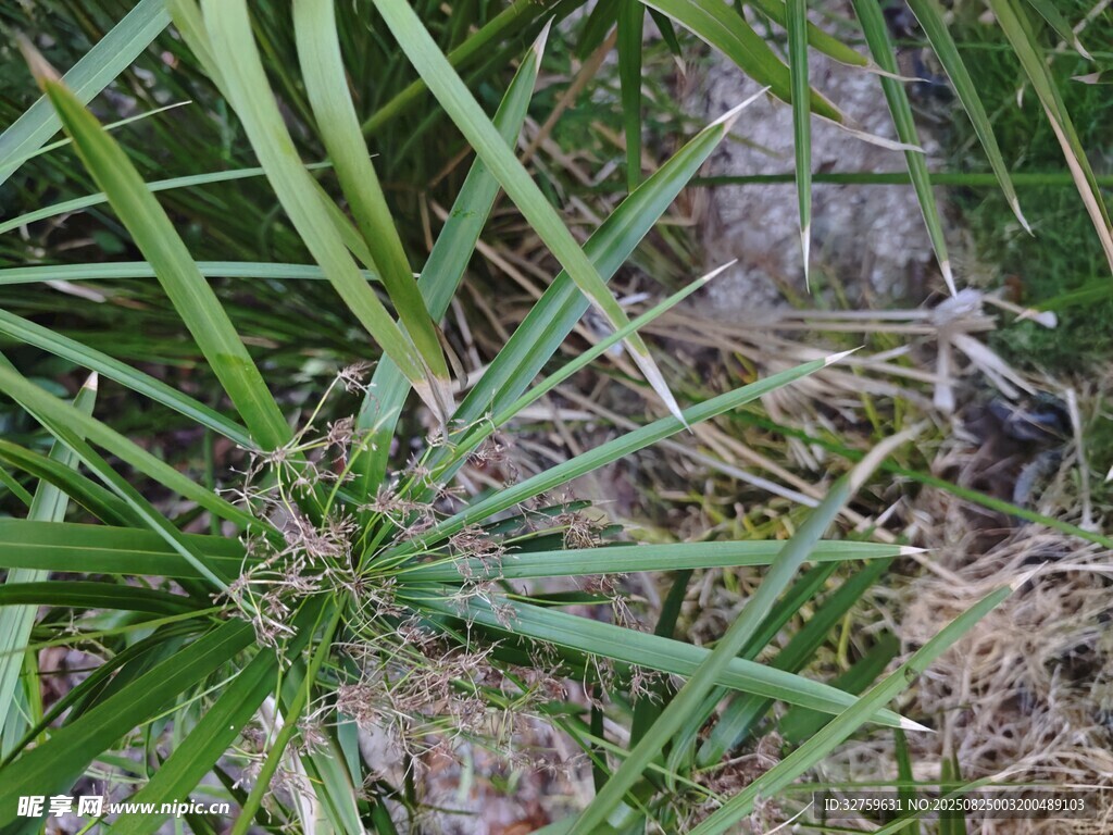草丛中的隐秘景象