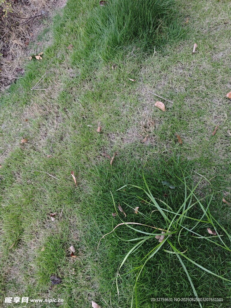 地面上的绿色草丛