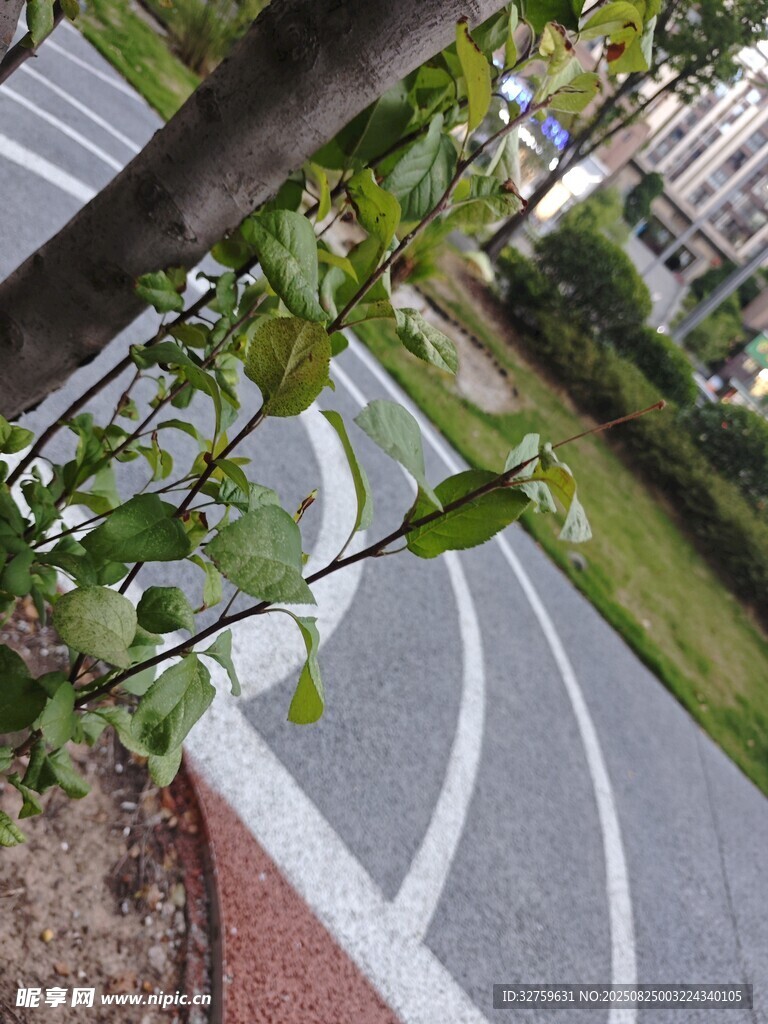 蜿蜒小路旁的绿植景观