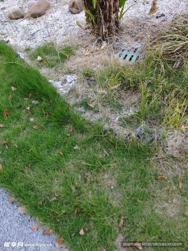 草地旁的树干与地面景象