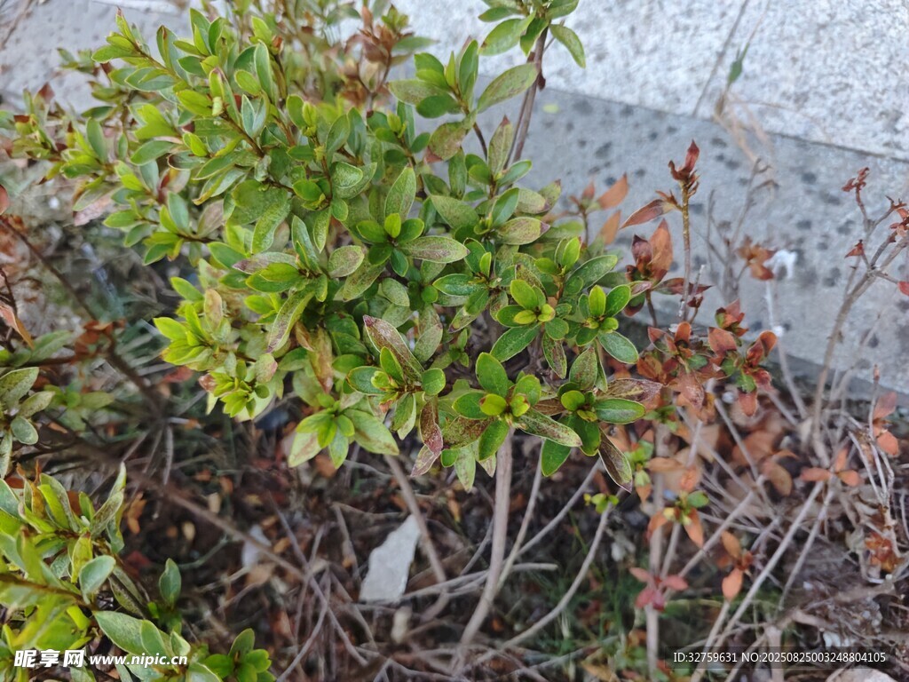 绿叶植物近景特写