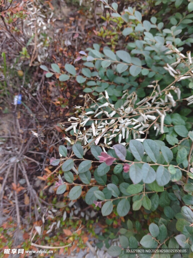 多彩植物景观
