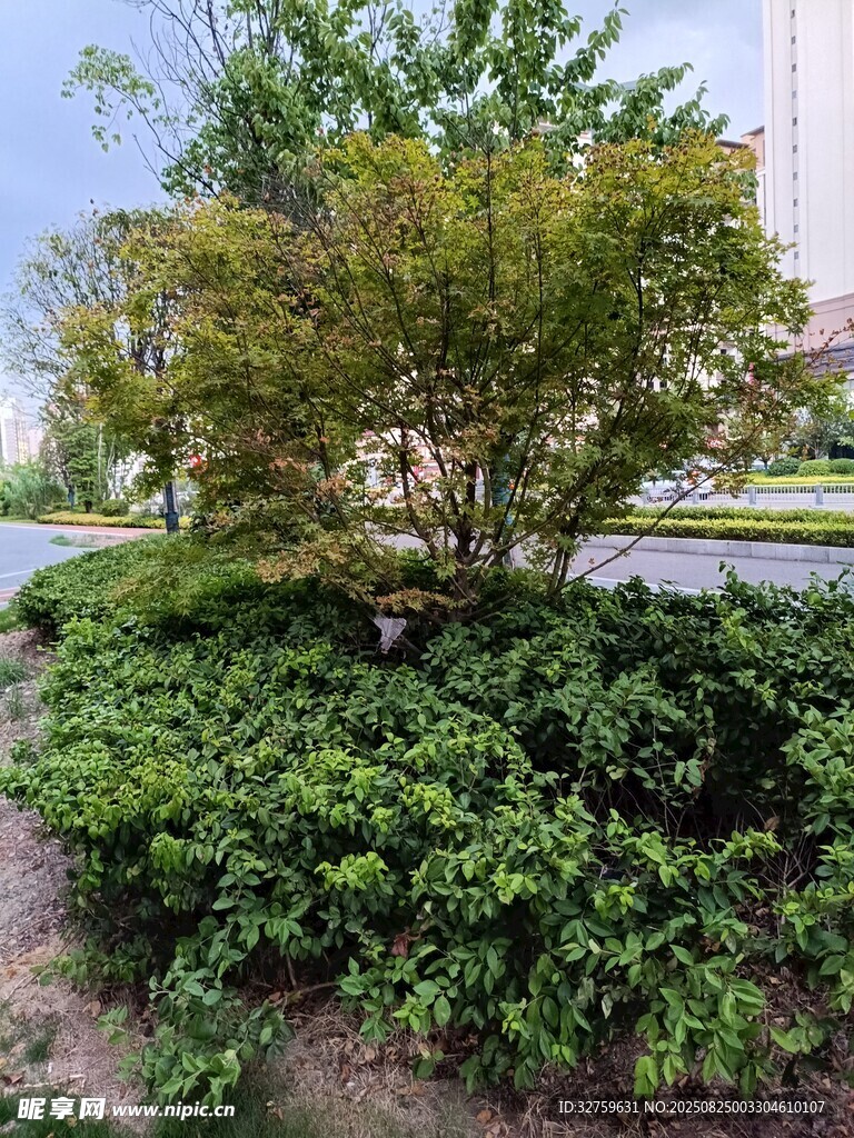 庭院绿植景观