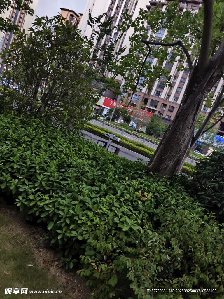城市绿植景观