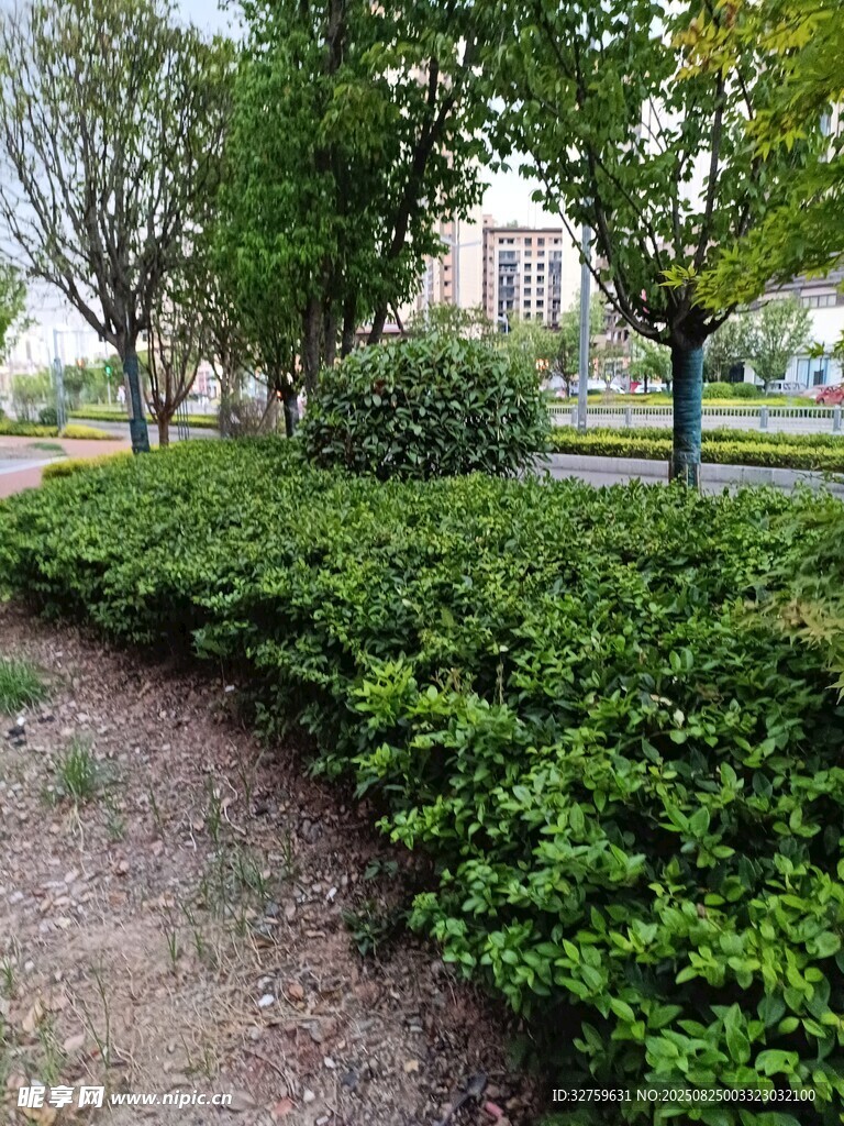 城市绿化带景观一角