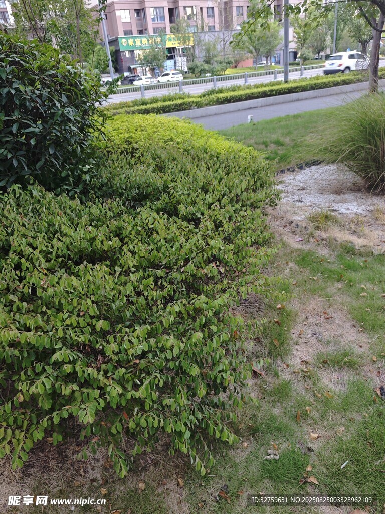 城市路边的绿植景观
