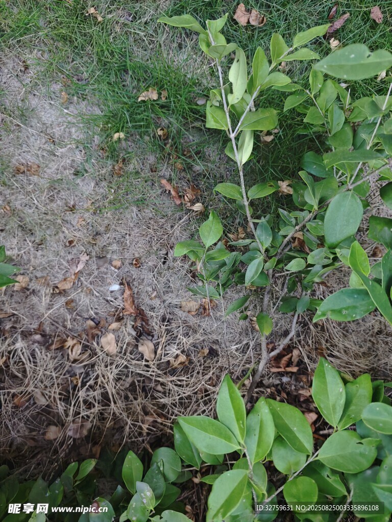地面绿植与裸露土壤景观