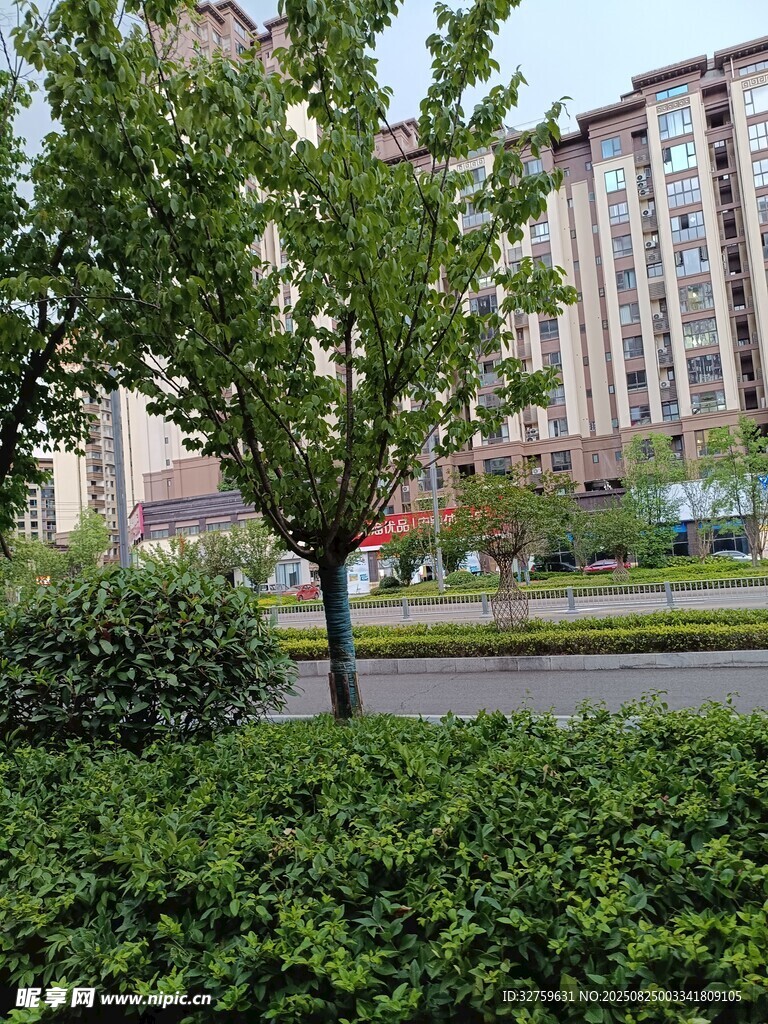 小区绿植与远处楼房景观
