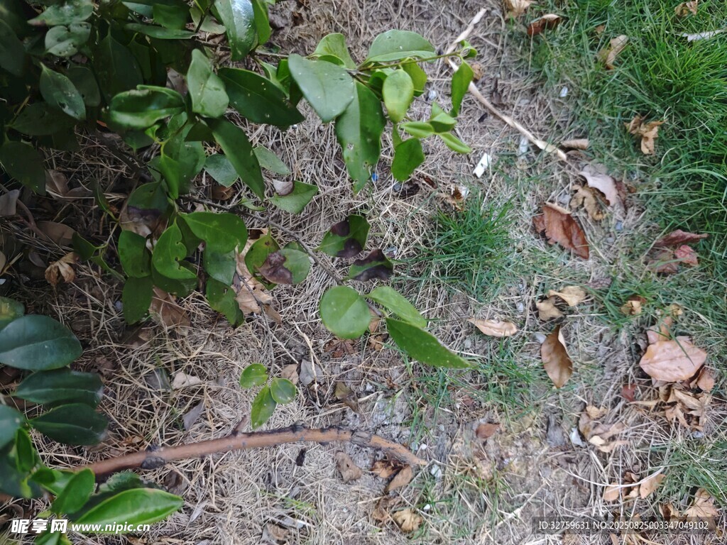 地面的绿叶与散落枝叶