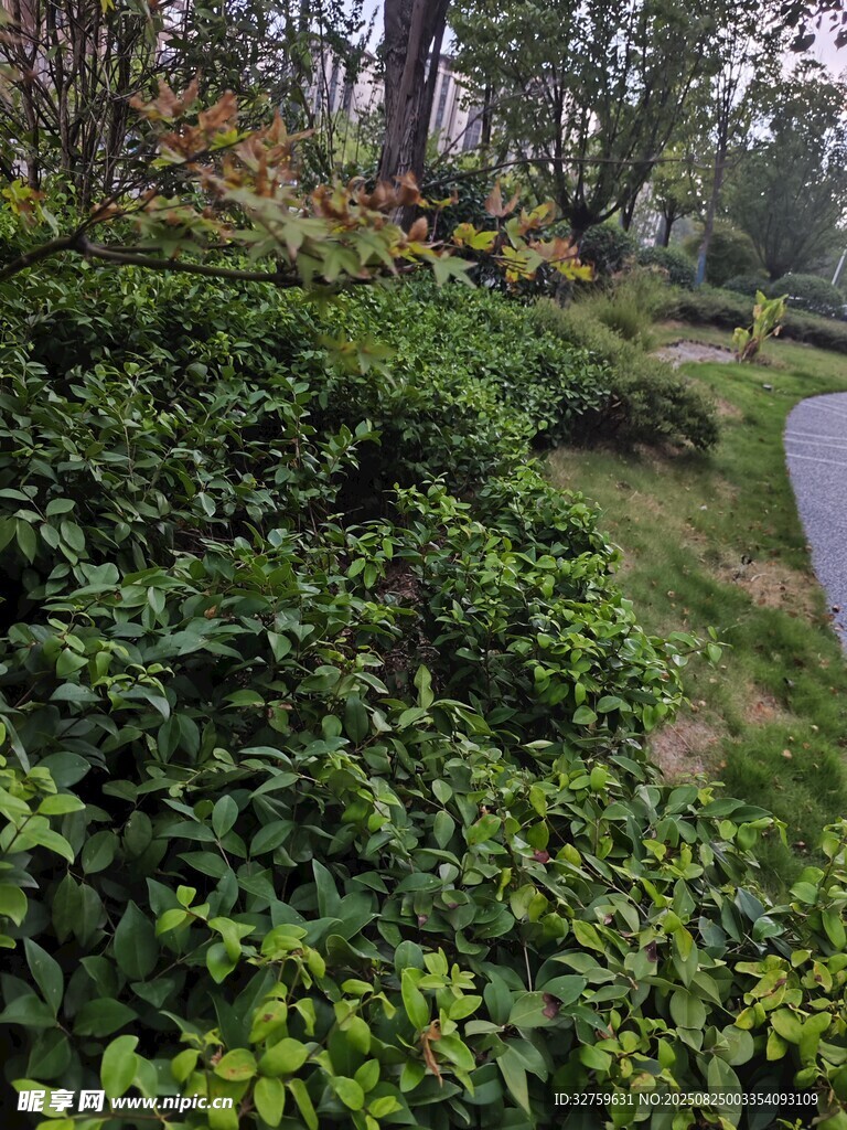 绿意盎然的园林景观