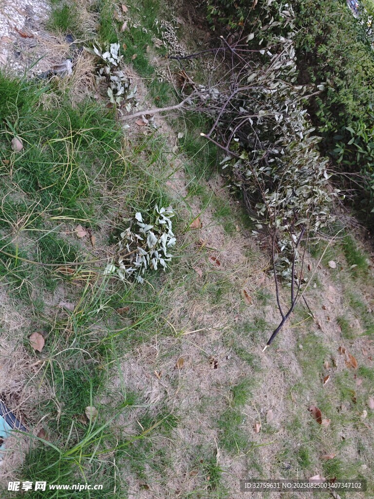 俯瞰山坡绿植景观