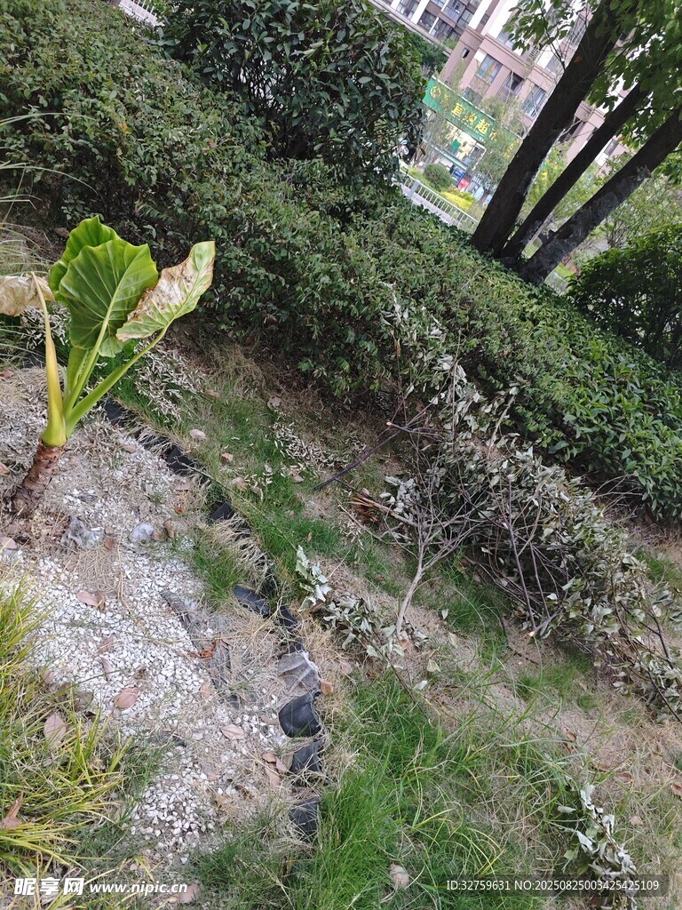 户外草地植物景观图