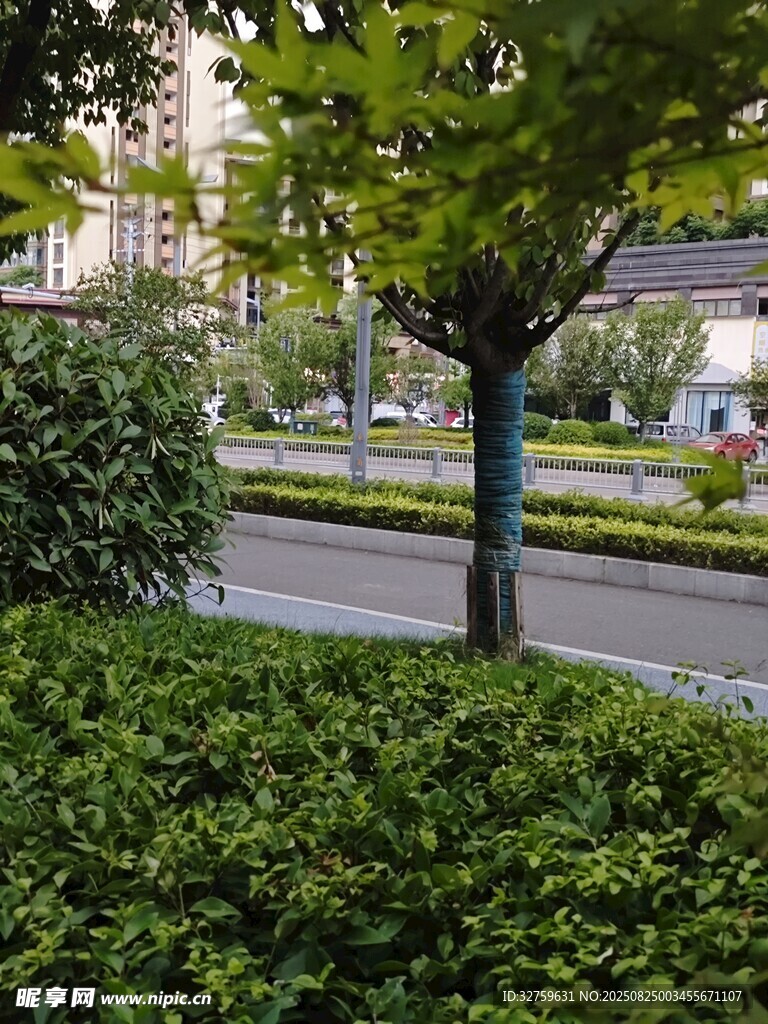 城市街边绿植景观