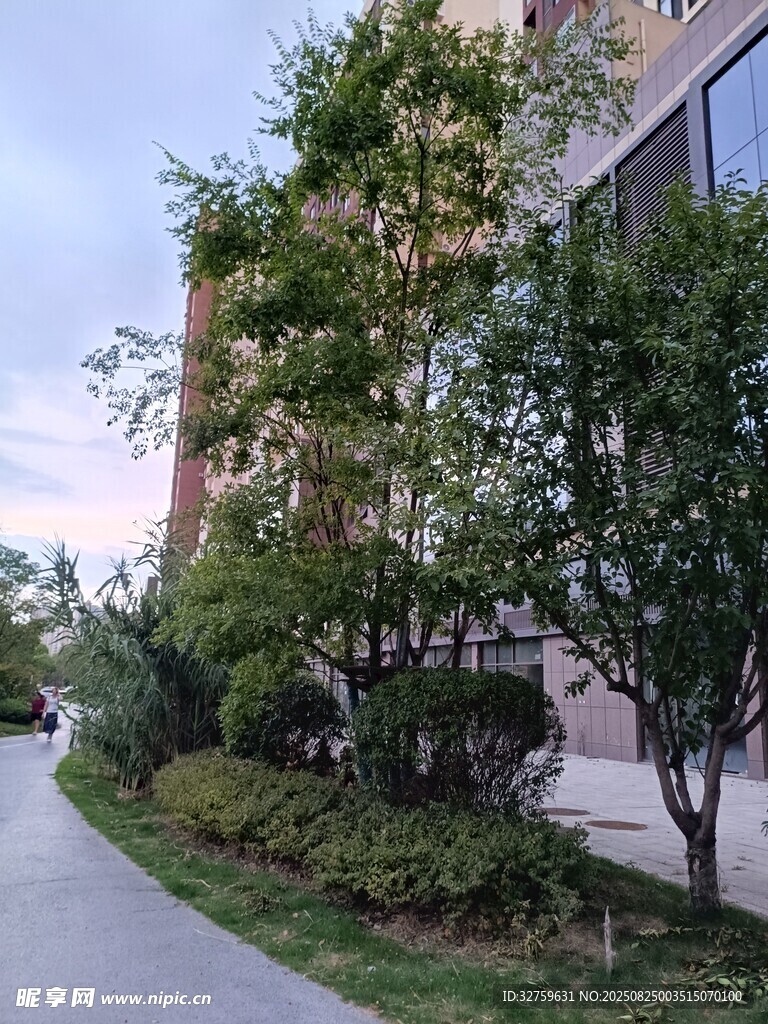 路边绿植与建筑景观