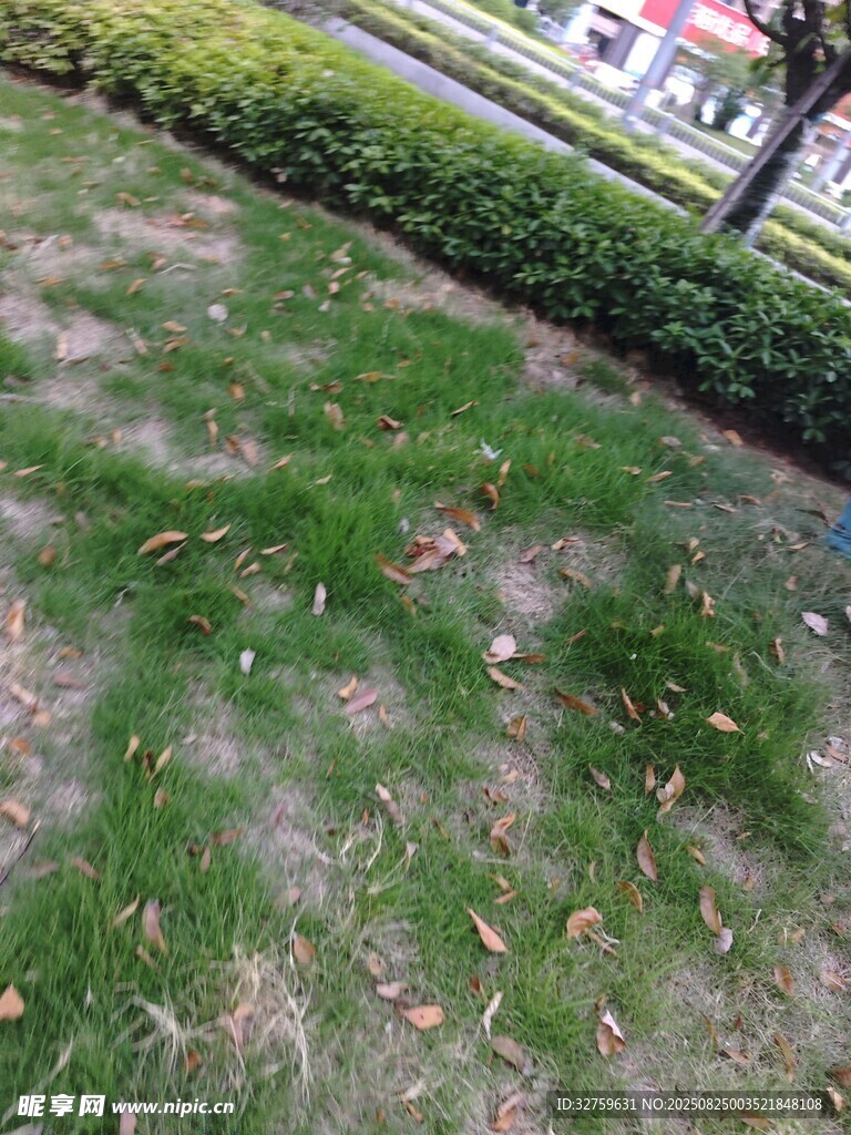 草坪局部斑秃景象
