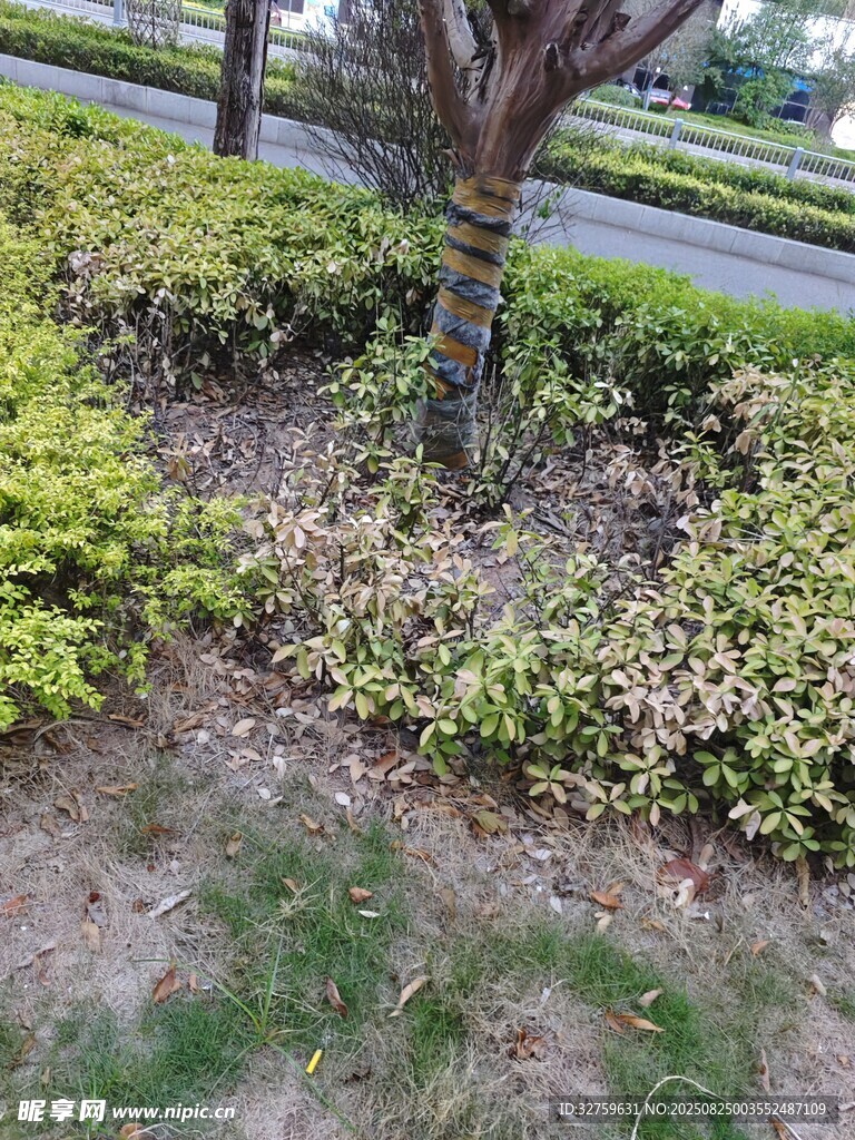 路边多彩绿植景观