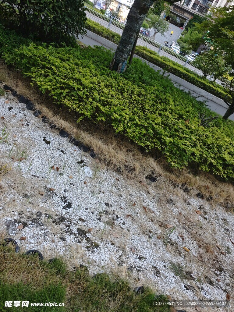 道路旁绿化带覆盖白色地膜