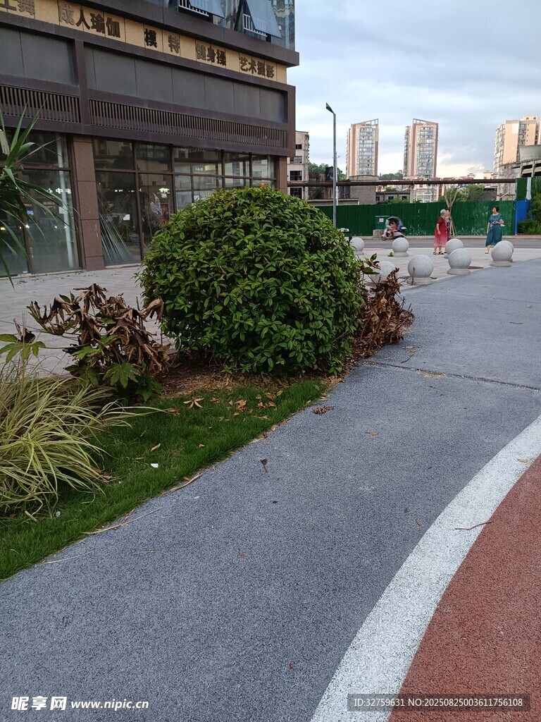 城市街道旁的绿植景观