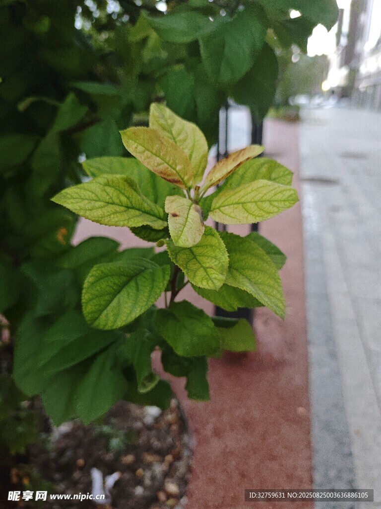 绿叶植物特写