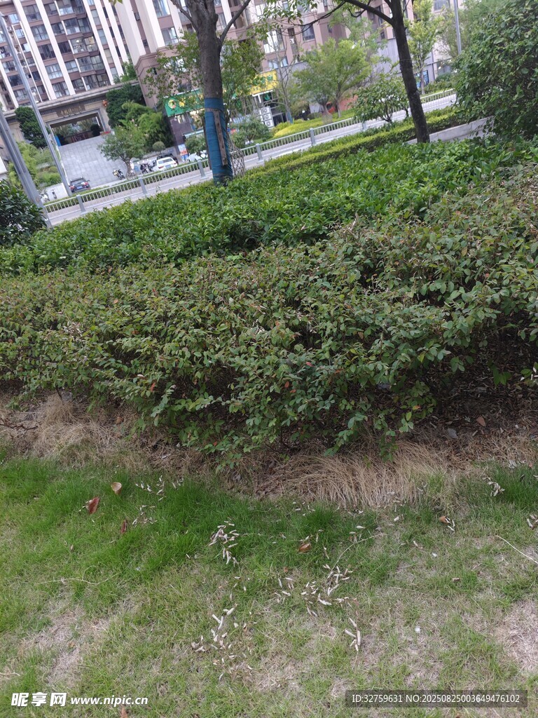 城市绿化带景观