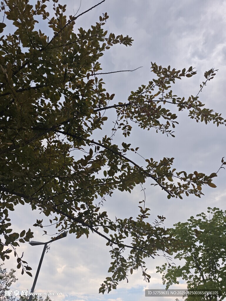 枝叶间的天空景象