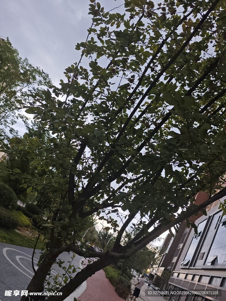 路边绿树与建筑景致