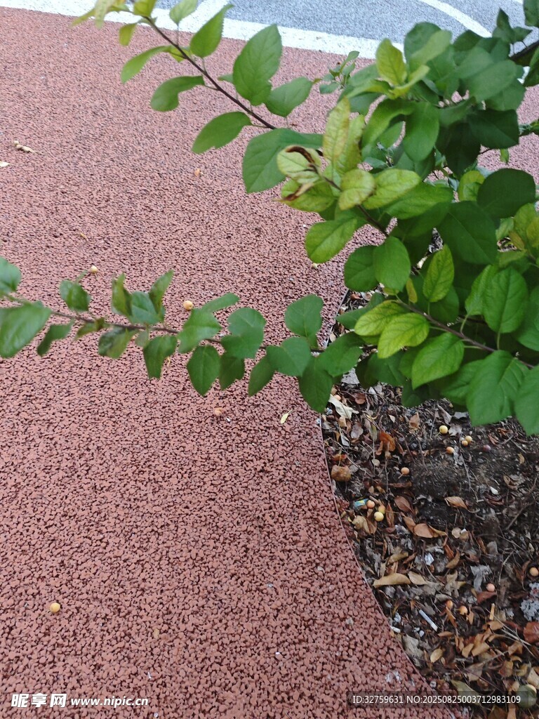 路边翠绿植物枝叶特写