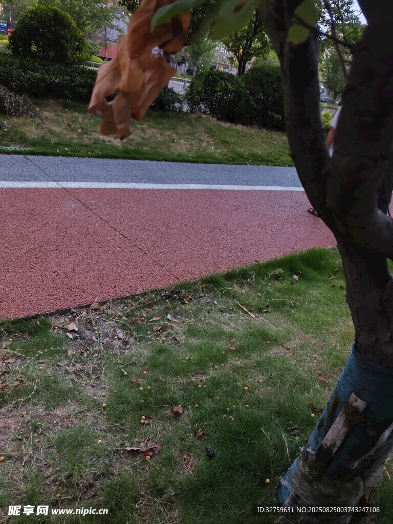 路边绿树与红道景致
