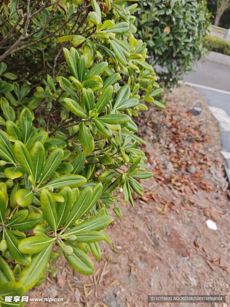 路边绿植与红褐色土壤